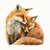 vosjes